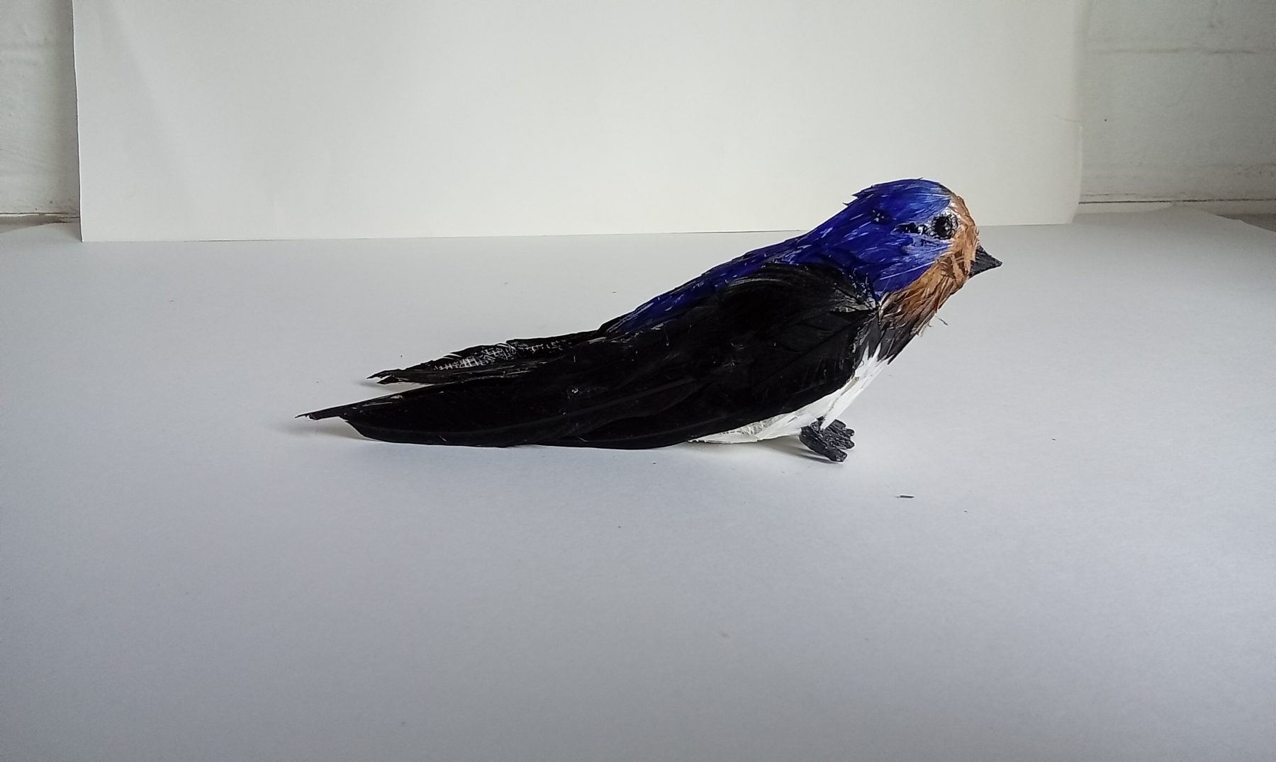 Swallow Sitting Down