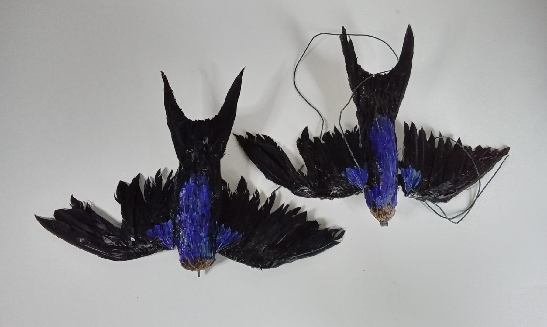 Swallows